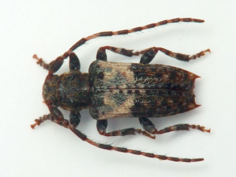 Pogonocherus hispidulus (Piller & Mitterpacher, 1783)